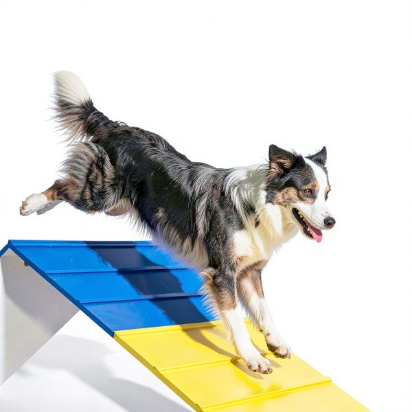 Koretech Dog Agility Ramp Adjustable Foldable Training-1